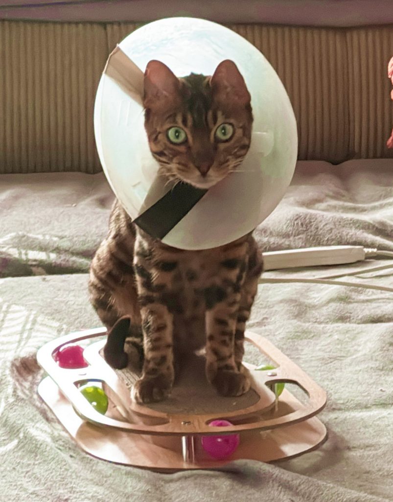 Bengal Nando muss abwarten